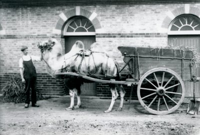 Een Bactrische kameel trekt een mestkar in de dierentuin van Londen, 1913 door Frederick William Bond